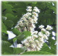 トチノキ(栃の木　橡)　花